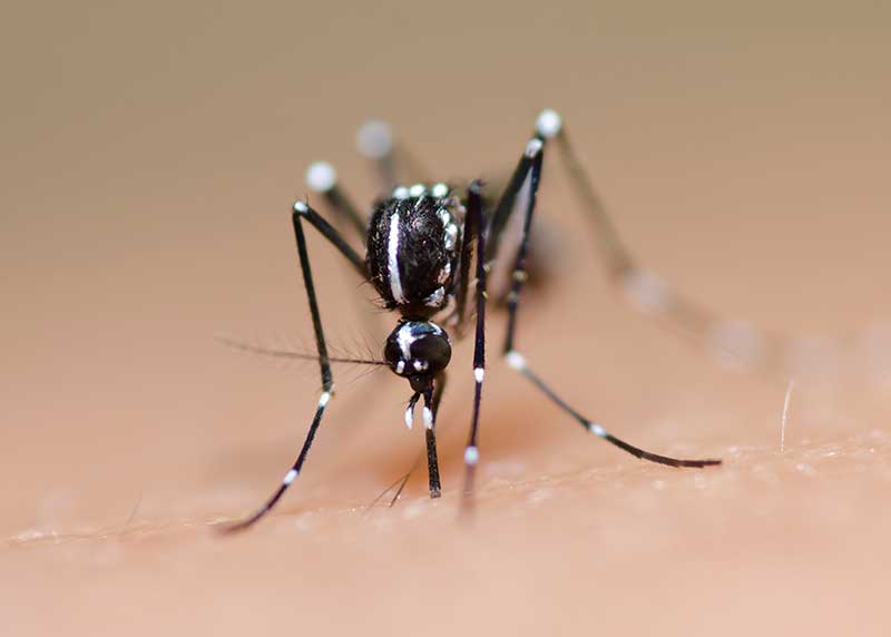  Epidemia de zika reforçou combate ao Aedes, mas saneamento ainda é problema